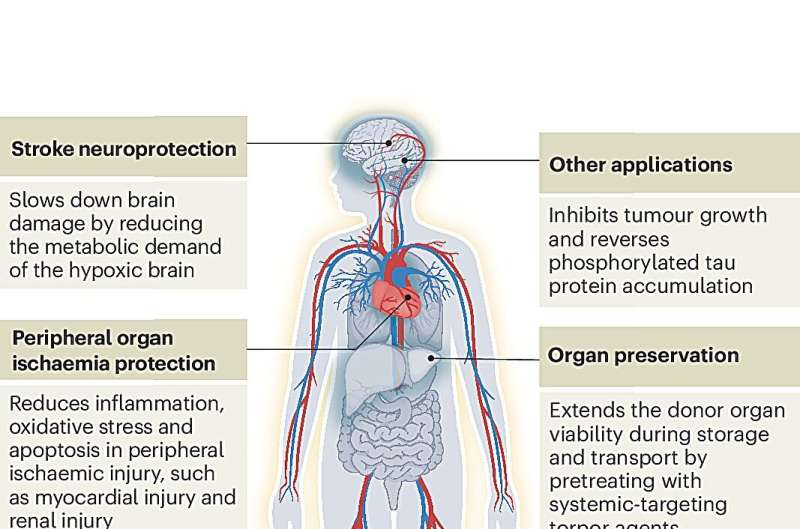 Un tratamiento corporativo sintético. Crédito: Intercambio ambiental (2025). Doi: 10.1038 / s42255-025-01345-3 Tork sintético ofrece la oportunidad de redefinir en medicina